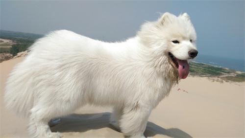 萨摩耶一天排几次便正常,萨摩总拉稀怎么回事