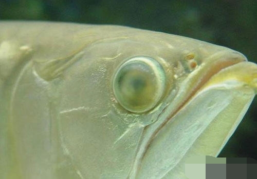 龙鱼鱼病用什么药,龙鱼疾病治疗视频