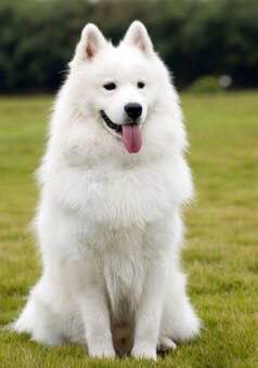 普遍的狗狗品种大全及图片,所有狗狗品种集合大全