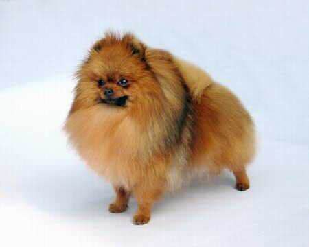 普遍的狗狗品种大全及图片,所有狗狗品种集合大全