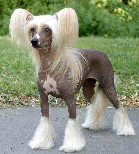 普遍的狗狗品种大全及图片,所有狗狗品种集合大全