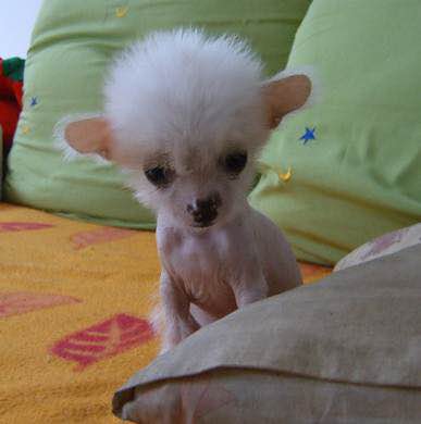 普遍的狗狗品种大全及图片,所有狗狗品种集合大全