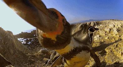 豆瓣9.7的企鹅版《无间道》，上演最萌版「原配撕小三」！