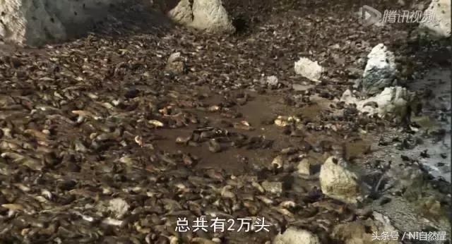 豆瓣9.7的企鹅版《无间道》，上演最萌版「原配撕小三」！