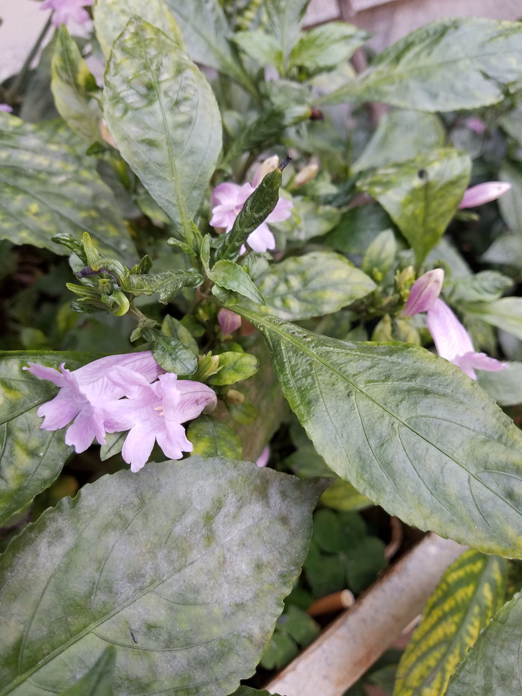 三星盖乐世c7pro好吗,盖乐世pro对比857