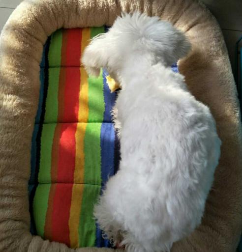 比熊犬vs巨型犬,比熊泰迪治愈