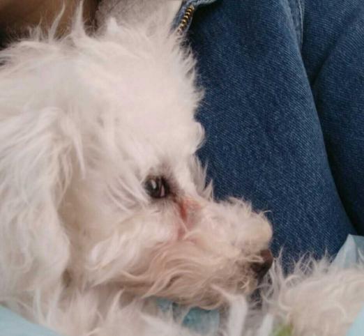 比熊犬vs巨型犬,比熊泰迪治愈