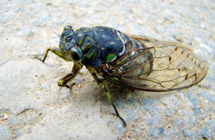 农村常吃的十种虫子,小时候常吃的八种虫子