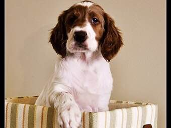 狗狗品种收集大全,收藏狗狗