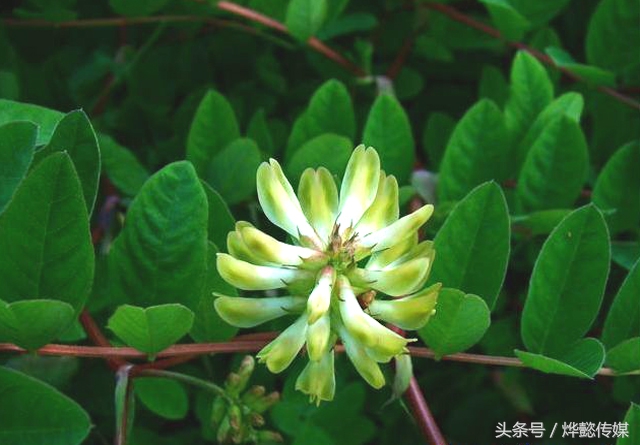 甘草十大功效,甘草泡水喝功效