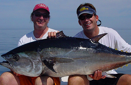 金枪鱼怎么烹饪最佳,一斤左右的金枪鱼最佳烹饪方法