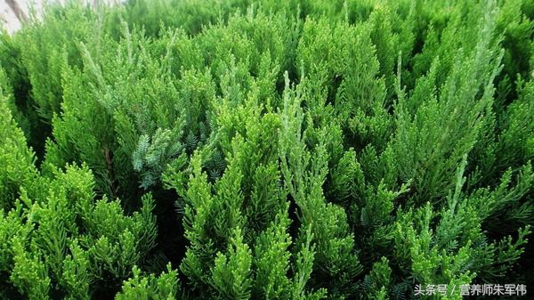 农村不花一分钱的食物,农村不值钱的树叶