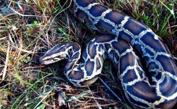 工地挖出蟒蛇司机吓死,施工队挖到巨蛇