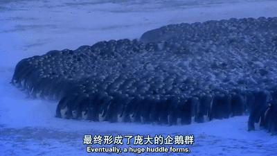 豆瓣9.7的企鹅版《无间道》，上演最萌版「原配撕小三」！