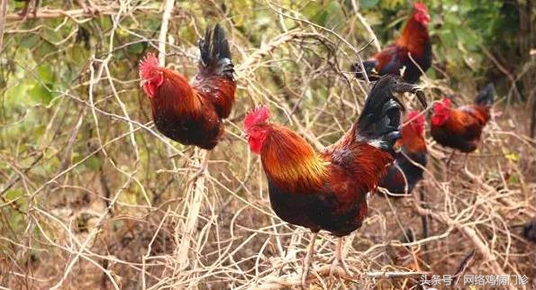 目前最好的养殖土鸡方法,土鸡养殖基础有哪些