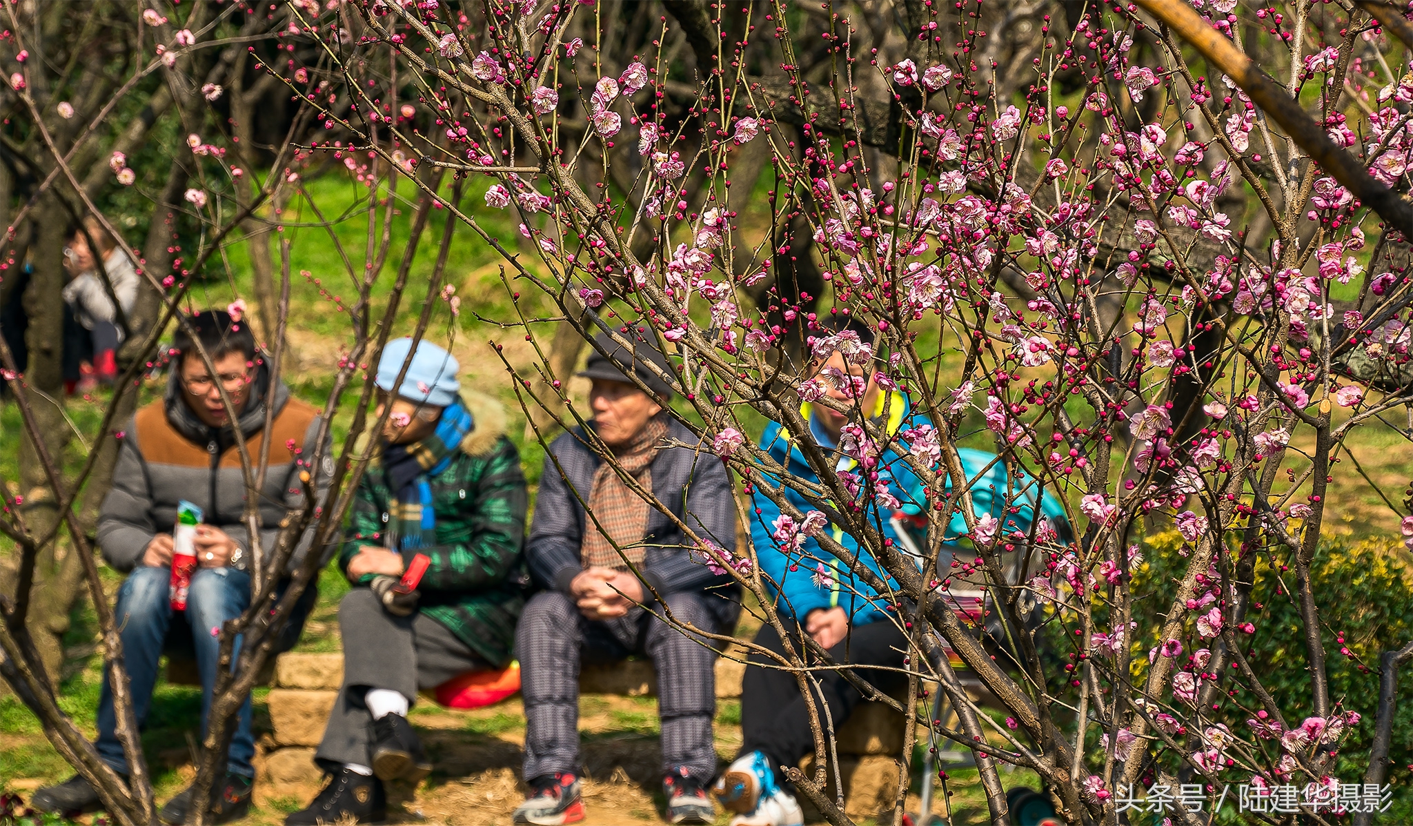 无锡梅园，春风十里不如你