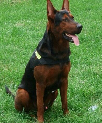 十大最值得养的土狗,最好养的十大土狗