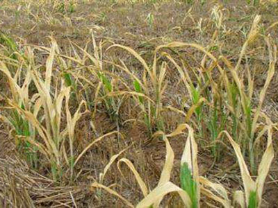 出现药害的农作物怎么补救,草莓药害的表现症状是什么