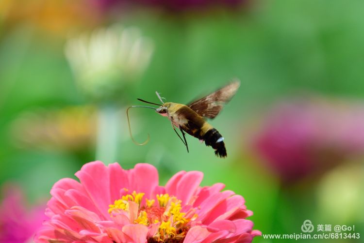 微距镜头下的昆虫视角,微距下的昆虫摄影