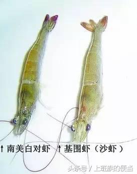 罗氏虾和明虾基围虾图片对比,如何分辨罗氏虾明虾