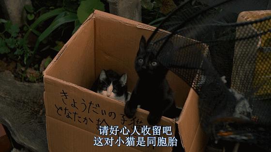 这些猫狗男女都爱看