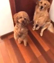 金毛喝醋,金毛到底有多吃醋