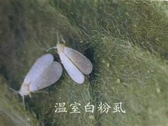*粉白**虱为啥难治？