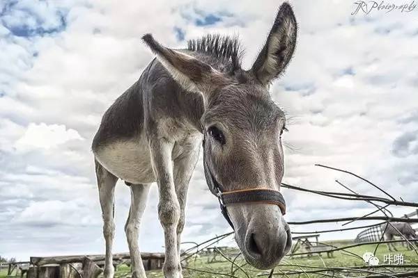 重新认识套装镜头,KitLens的5大好处