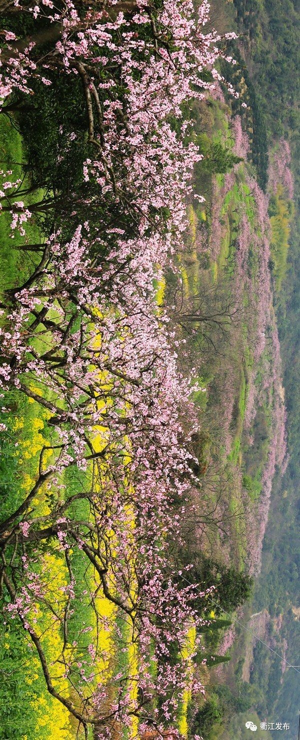 欣赏三生三世十里桃花美景,带你看风景三生三世十里桃花