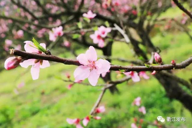 欣赏三生三世十里桃花美景,带你看风景三生三世十里桃花
