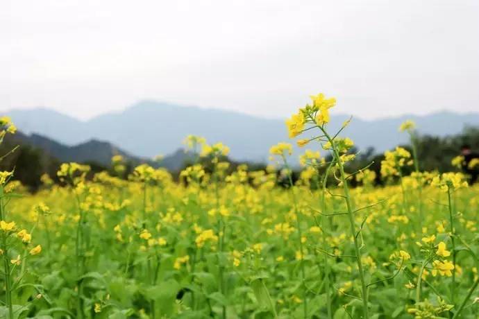 春风如贵客一到便繁华作文赏析,春风如贵客一到便繁华原文