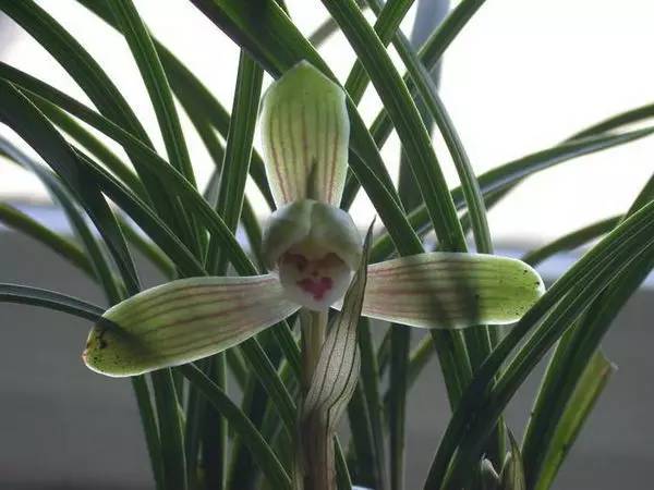 兰花资料卡,兰花资料简介