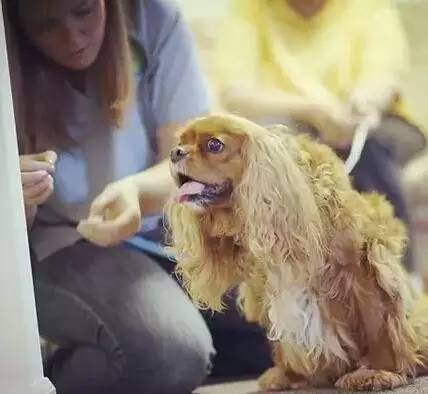 狗狗生病了吃什么食物,狗狗生病了吃点什么好