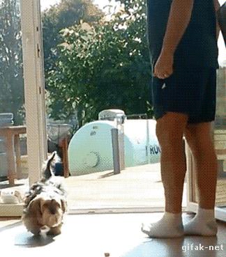 猫咪老撞玻璃门,狗撞过玻璃门