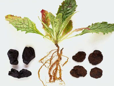 熟地黄食疗方子,熟地黄属于药食同源药物吗