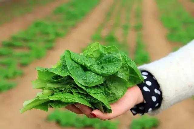 户县新西兰农场好玩吗,西安户县农场