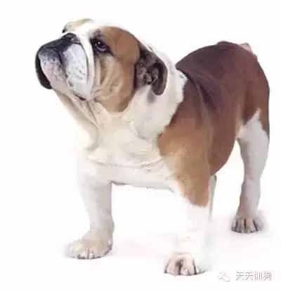 怎么让狗狗不要乱叫,怎么教狗狗不要乱叫