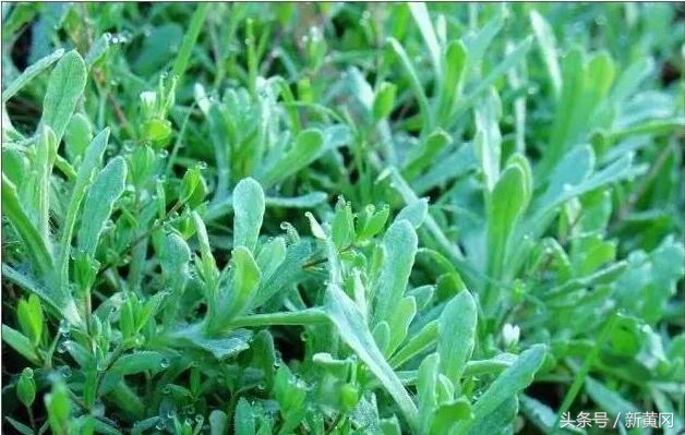 美女庄主熊二杆和大别山里的软萩粑