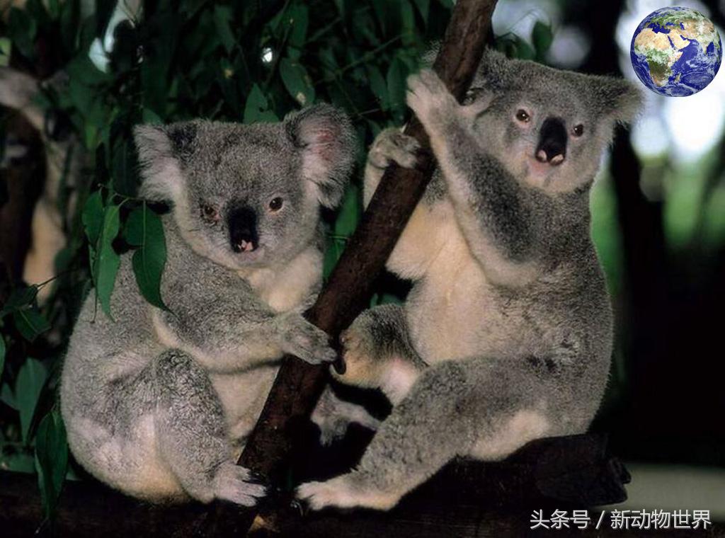 树袋熊其实不是熊的后一句,树袋熊是熊类还是鼠类