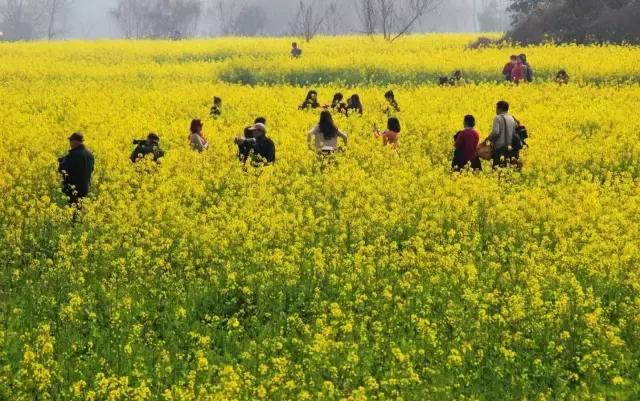 成都天府绿道经过郫都区三道堰吗,成都郫都空中绿道