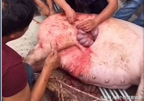 驾驭猪病—养猪人1分钟了解剖腹产，高难度手术不再陌生