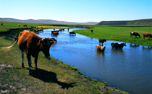 牛难产最常见的类型是什么,牛什么症状看出死胎