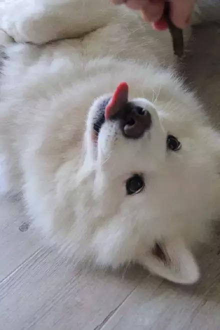 萌宠动物图鉴,萌宠萌图第591期