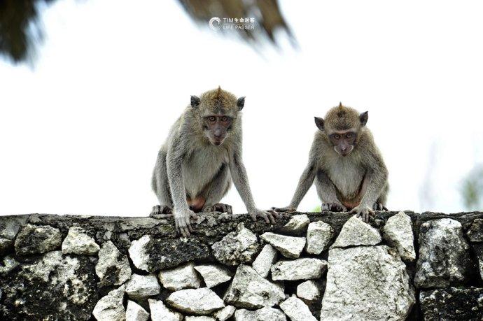 巴厘岛情人崖猴子,巴厘岛最美情人崖