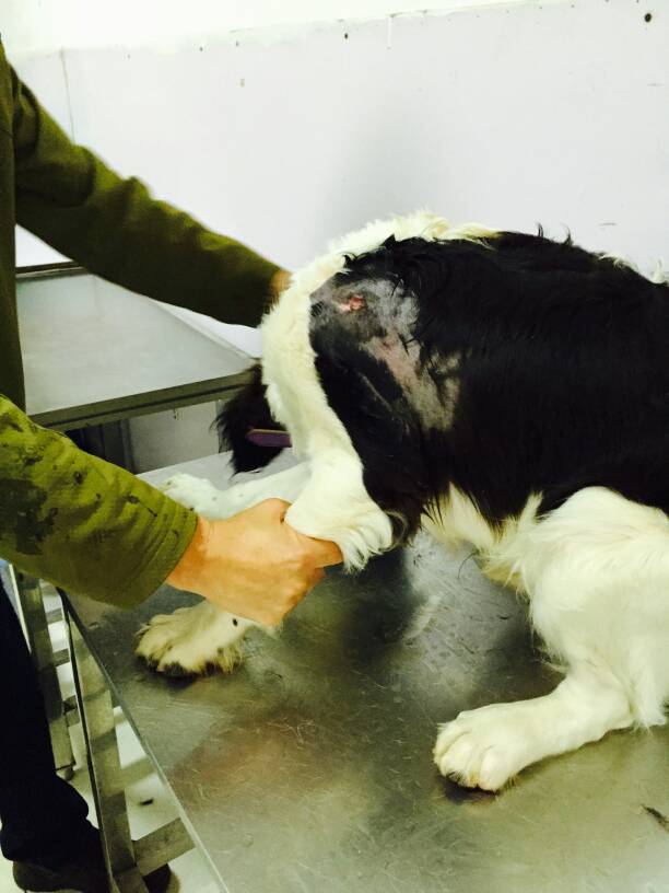 能遇到这样的人就好好珍惜,作为一个怕狗的人到底能不能养狗