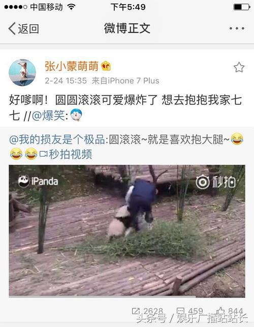 王思聪领养熊猫了吗,王思聪认养了哪只熊猫