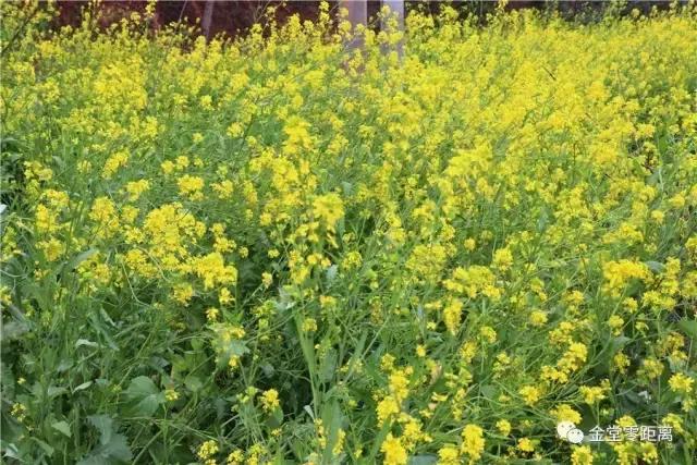 金堂官仓玉皇山门票免费吗,金堂官仓玉皇山养生谷