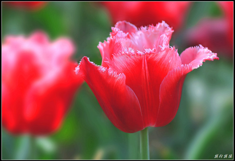 郁金香花卉摆放,郁金香花卉基地