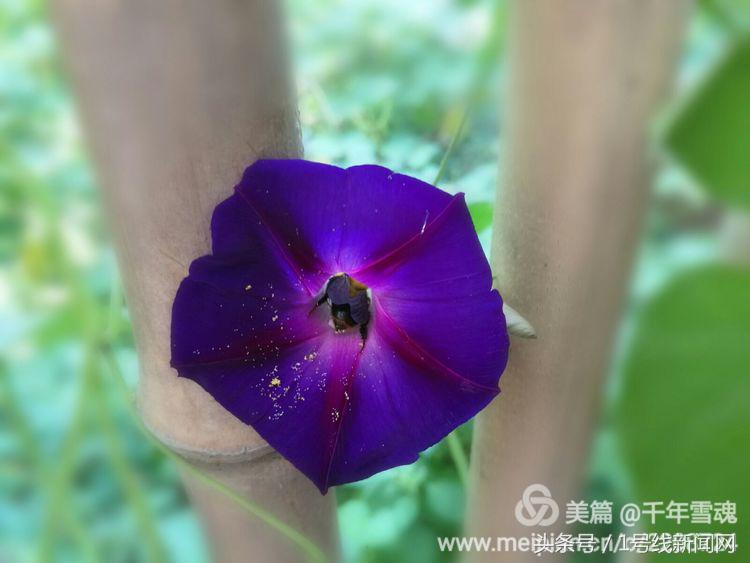 永远的余子店——文/刘宏冰