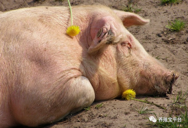 母猪产后没奶仔猪该咋办,母猪产后没奶水人工怎么喂小猪